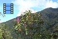 Scene_26_Pink Flowering Tree with Blue Sky background